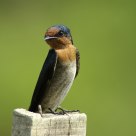 House Swallow